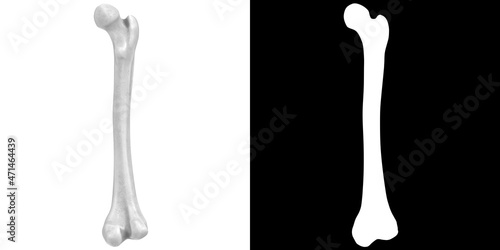 3D rendering illustration of a human femur bone anatomy photo