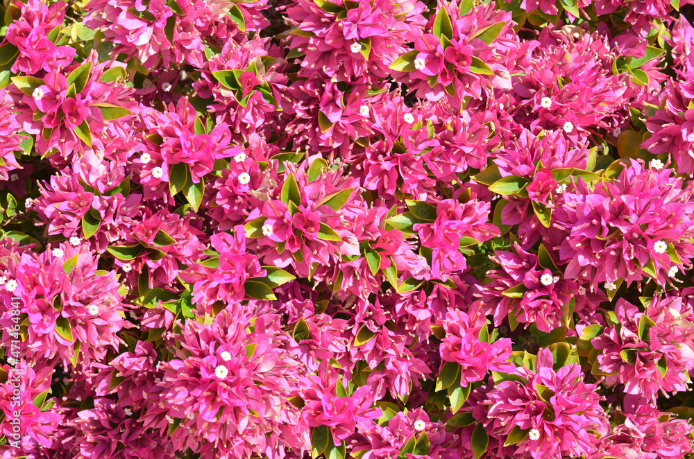 Tropical flowers colorful background, flower texture picture.