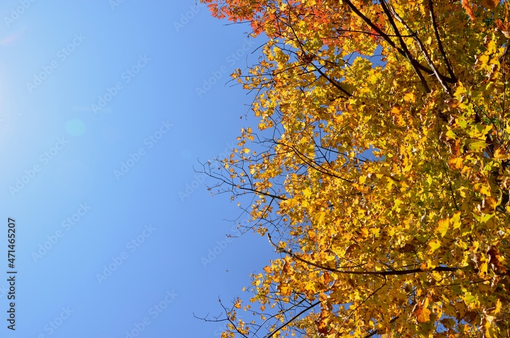 Blue autumn background with maple leaves, yellow leaves border, autumn frame decoration, blue sunny sky photo. Blue autumn background with maple leaves, yellow leaves border, autumn frame decoration, blue sunny sky photo.