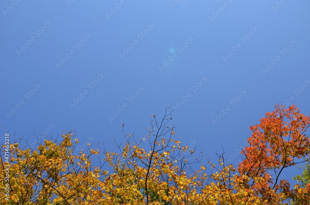 Blue autumn background with maple leaves, yellow leaves border, autumn frame decoration, blue sunny sky photo. Blue autumn background with maple leaves, yellow leaves border, autumn frame decoration, blue sunny sky photo.
