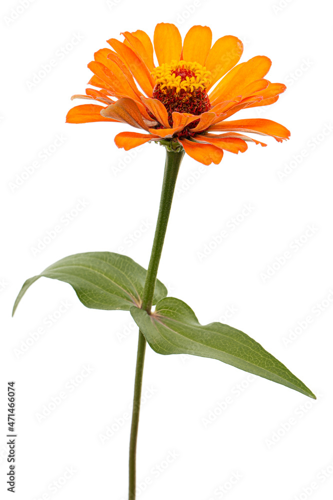 Orange flower of zinnia, isolated on white background