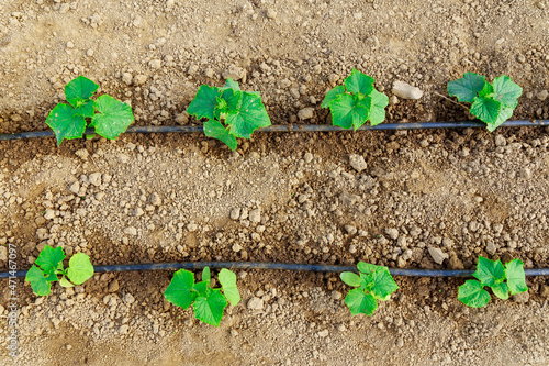 Cucumbers are grown in a greenhouse, and a drip irrigation system is used to water the cucumbers.