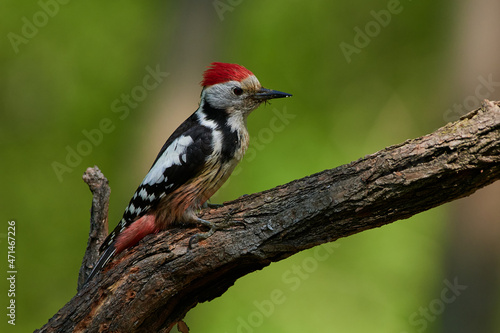 Middle spotted woodpecker ,,Leiopicus medius,, in wild danubian forest, Slovakia, Europe