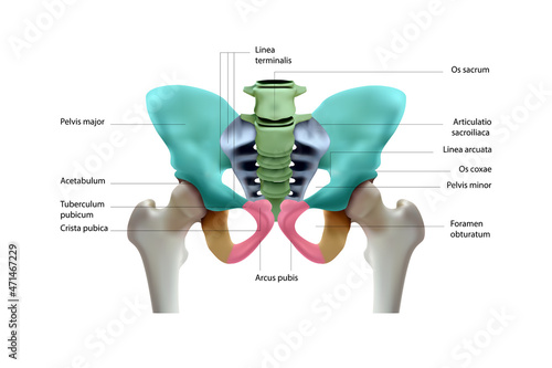 Diagram of the human pelvis on a white background. Vector graphics