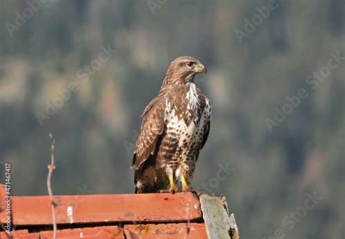 buse Variable (Buteo buteo), Neuchâtel, Suisse.