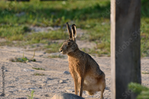 A hare, soaked with morning dew, sits on a meadow in front of a fence