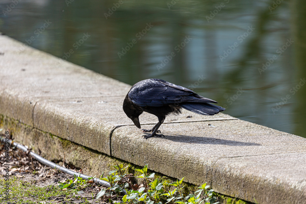 Fototapeta premium Crow near to the lake in park
