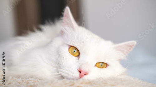 Portrait of a fluffy, white cat lying on a bed in a room.