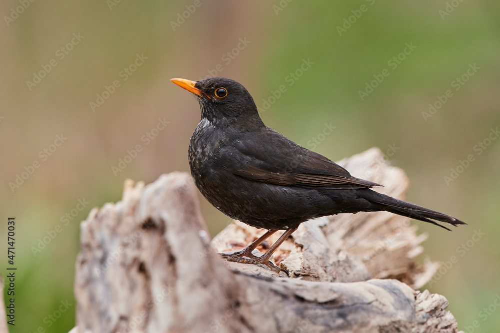 Common blackbird ,,Turdus merula,, in quiet wild danubian forest, Slovakia, Europe Common blackbird ,,Turdus merula,, in quiet wild danubian forest, Slovakia, Europe