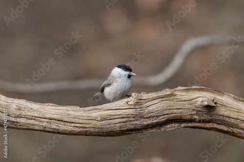 Marsh tit, Poecile palustris, bird in its natural habitat, black head and bright feathers on wings, very nice forest and urban bird
