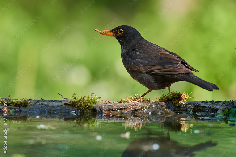 Common blackbird ,,Turdus merula,, in quiet wild danubian forest, Slovakia, Europe Common blackbird ,,Turdus merula,, in quiet wild danubian forest, Slovakia, Europe