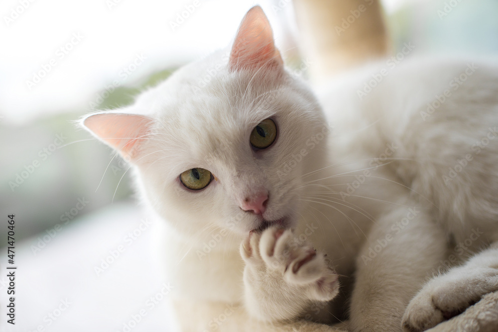 white cat licks paw washes and looks at the camera
