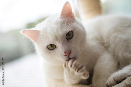 white cat licks paw washes and looks at the camera