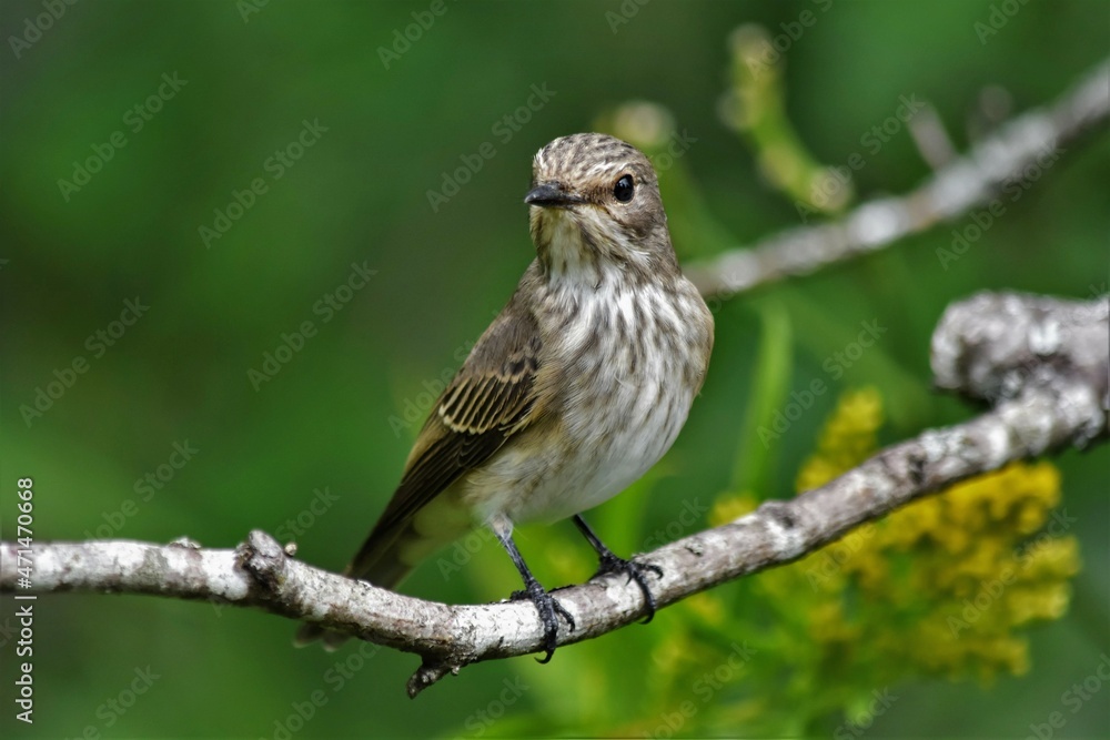 Gobemouche gris (Muscicapa striata), Neuchâtel, Suisse. Gobemouche gris (Muscicapa striata), Neuchâtel, Suisse.