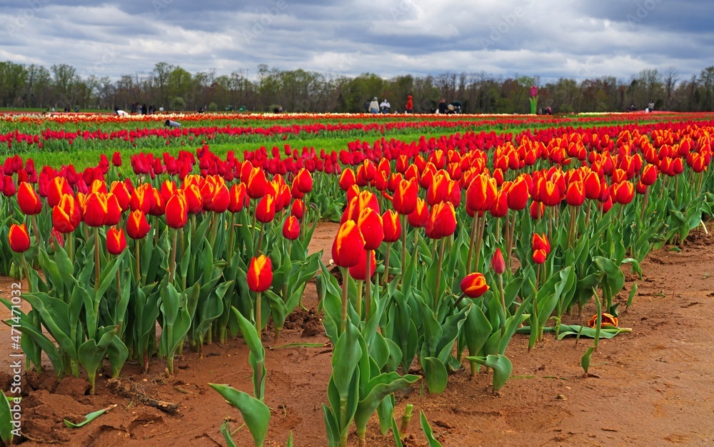 View of a colorful tulip field with flowers in bloom in Cream Ridge, Upper Freehold, New Jersey, United States