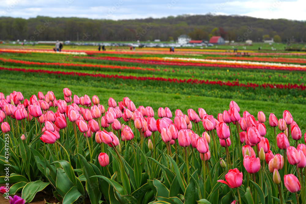 View of a colorful tulip field with flowers in bloom in Cream Ridge, Upper Freehold, New Jersey, United States