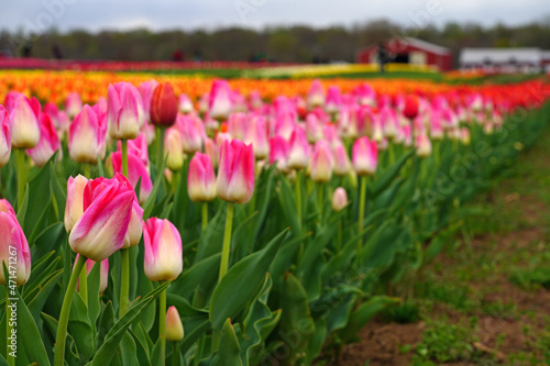 View of a colorful tulip field with flowers in bloom in Cream Ridge, Upper Freehold, New Jersey, United States #471471267