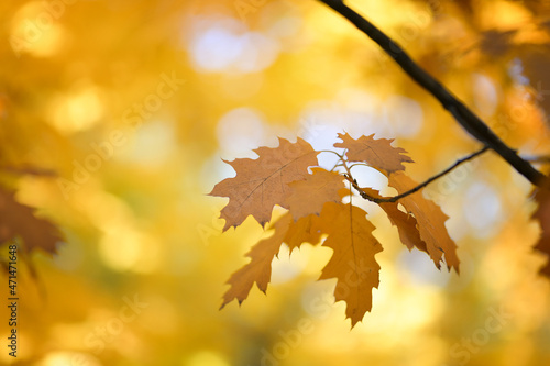 Brown oak leaves on a background of autumn yellow foliage