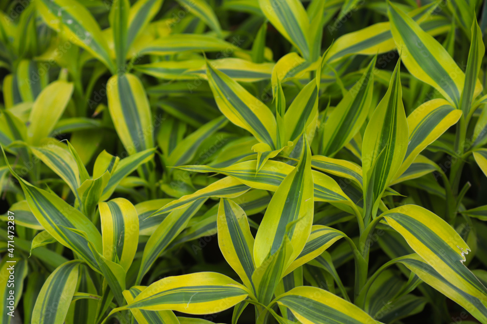 dracena ornamental plant from India in green and yellow color which was photographed in the afternoon dracena ornamental plant from India in green and yellow color which was photographed in the afternoon