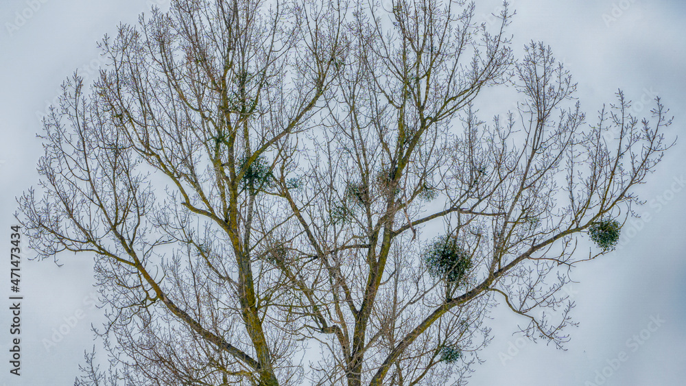 Colony of European Jackdaw Birds. A colony of jackdaw nesting high up in bare treetops against a dark cloudy sky. Colony of European Jackdaw Birds. A colony of jackdaw nesting high up in bare treetops against a dark cloudy sky.