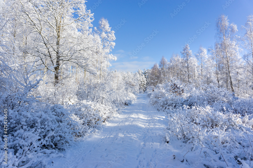 paysage d'hiver,paysage,hiver,neige,froid,neige,glace,arbres,chemin,sentier,nature,gel,gelé,blanc,blanche,forêt,arbre,suède,scandinavie,scandinave,enneigé,ciel,bleu paysage d'hiver,paysage,hiver,neige,froid,neige,glace,arbres,chemin,sentier,nature,gel,gelé,blanc,blanche,forêt,arbre,suède,scandinavie,scandinave,enneigé,ciel,bleu