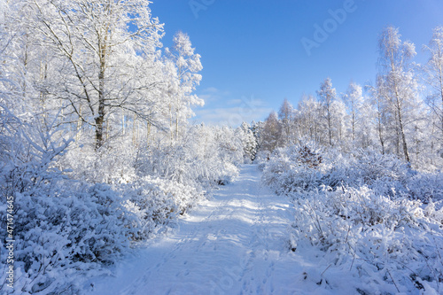 paysage d'hiver,paysage,hiver,neige,froid,neige,glace,arbres,chemin,sentier,nature,gel,gelé,blanc,blanche,forêt,arbre,suède,scandinavie,scandinave,enneigé,ciel,bleu