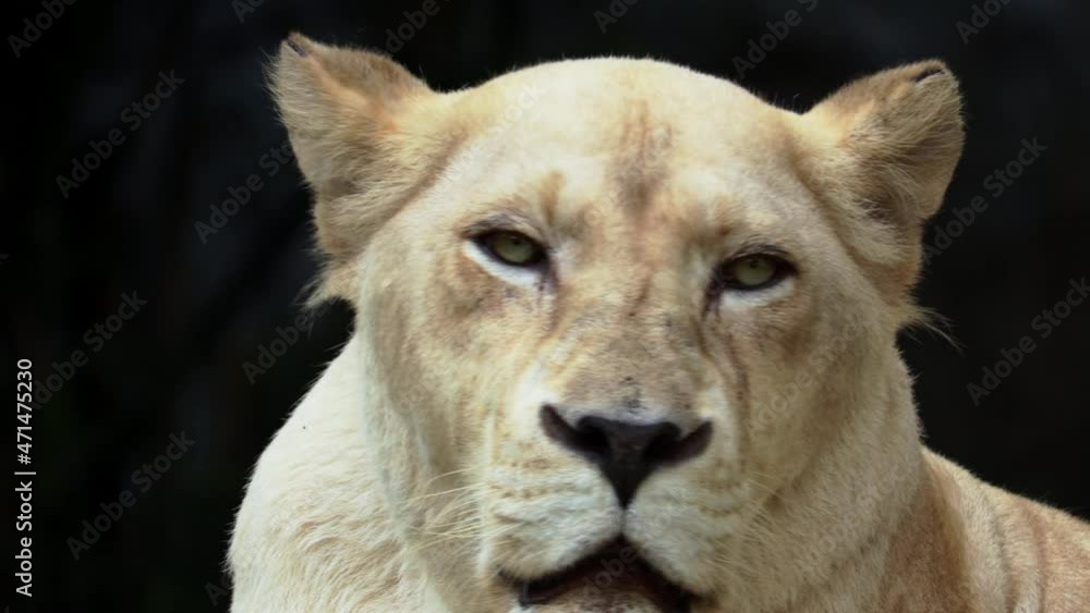 white lion resting in nature and having her dark blue eyes white lion resting in nature and having her dark blue eyes