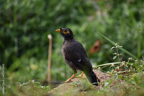 Myna on a rock in a green background.