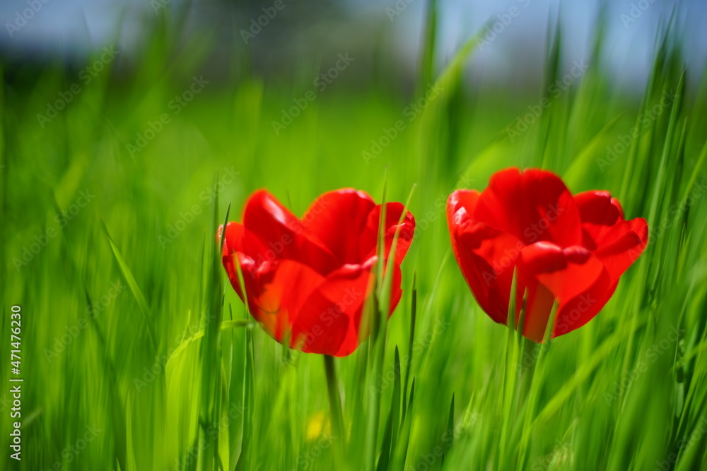 Two vivid red tulip flowers grows in sunny spring garden. Two vivid red tulip flowers grows in sunny spring garden.