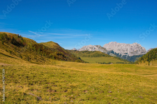 The Laghi di Festons alpine meadow on Sella Festons near Sauris di Sopra, Udine Province, Friuli-Venezia Giulia, north east Italy. Used as a summer pasture for dairy cows 