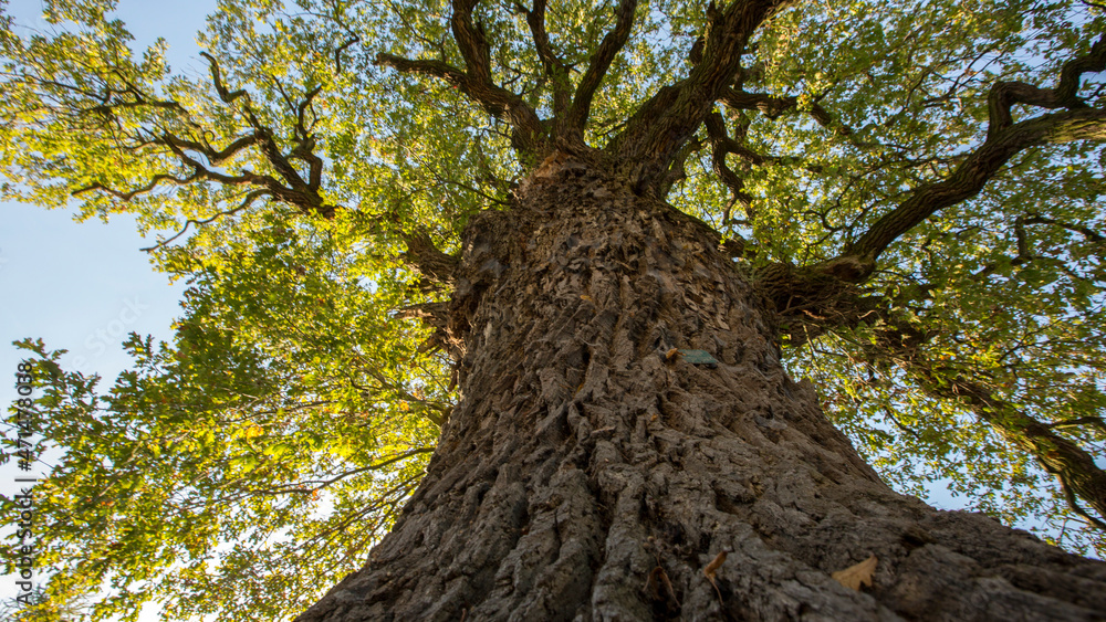 Naklejka premium Starodrzew.