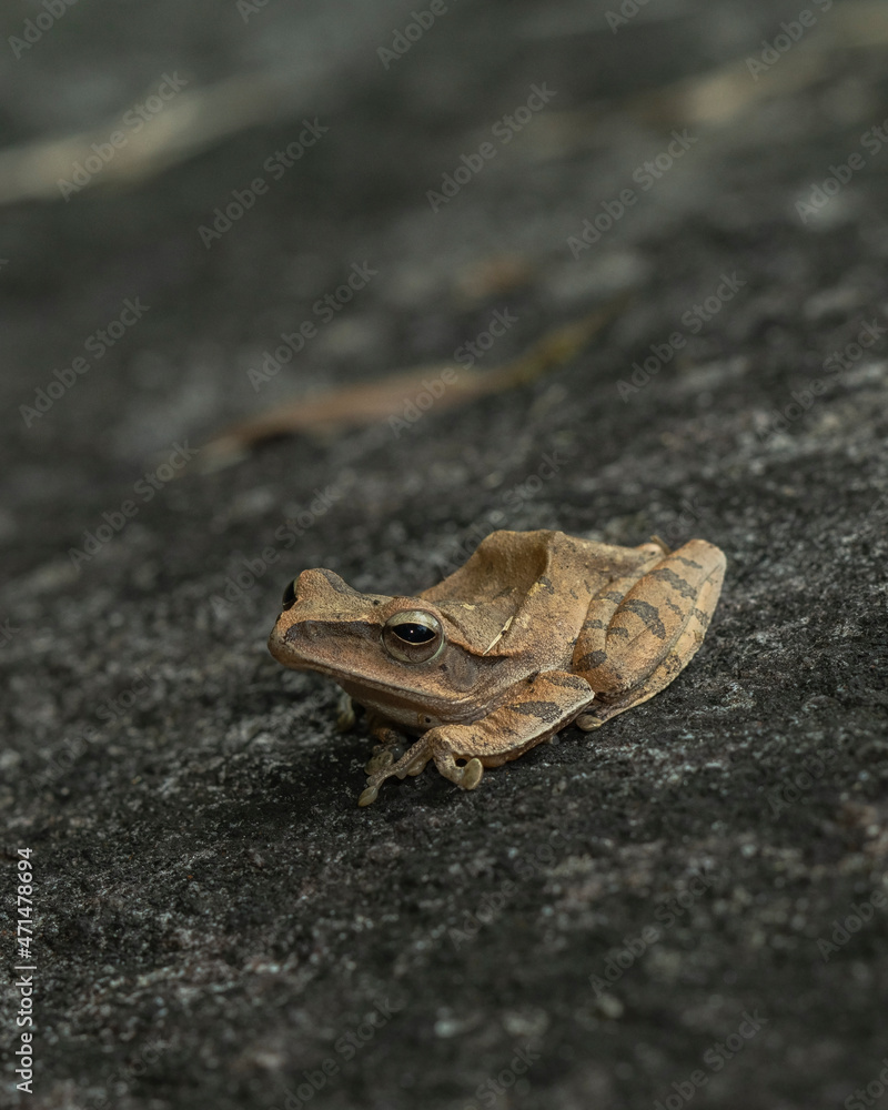 Naklejka premium Hong Kong whipping frog, Polypedates megacephalus, in Thailand
