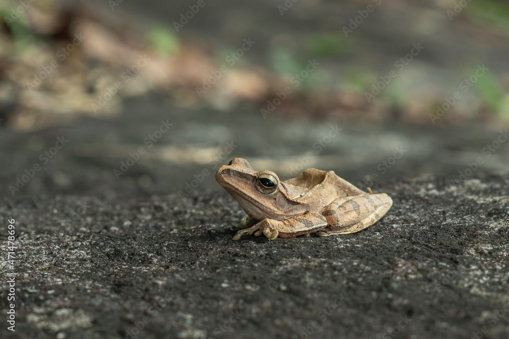 Fototapeta premium Hong Kong whipping frog, Polypedates megacephalus, in Thailand