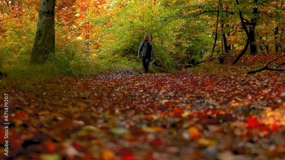 A man walks alone in the forest with colorful leaves during autumn A man walks alone in the forest with colorful leaves during autumn