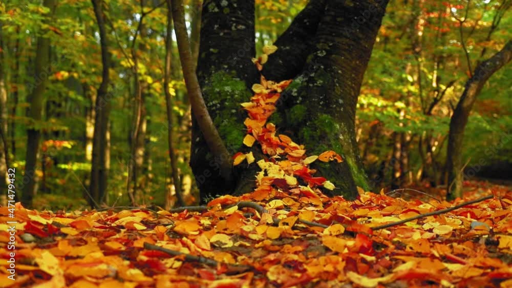 Tree trunk surrounded by colorful leaves in autumn Tree trunk surrounded by colorful leaves in autumn