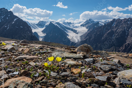 Alpine yellow poppies bloom against the backdrop of high snow-capped mountains and glaciers. Harsh nature of the highlands background © sablinstanislav
