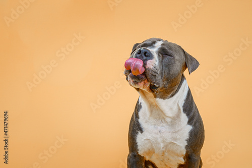 A close-up portrait of an American Staffordshire terrier making faces, licking his nose and looking funny, happy dog isolated on yellow, beige,mustard bacground