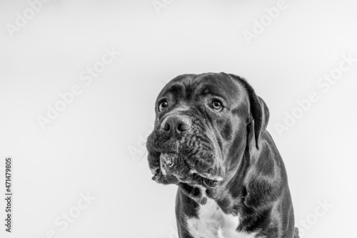 A close-up portrait of a Cane Corso, Italian Mastiff making faces and looking funny, Black and white