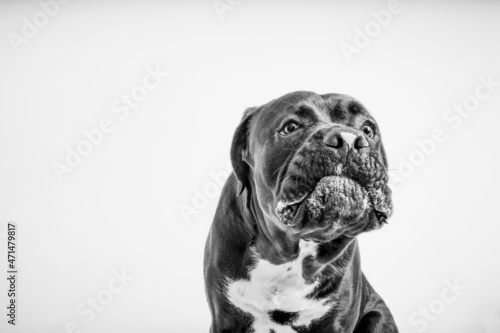 A close-up portrait of a Cane Corso, Italian Mastiff making faces and looking funny, Black and white