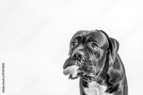 A close-up portrait of a Cane Corso, Italian Mastiff making faces, licking his nose and looking funny isolated, black and white