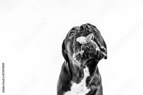 A close-up portrait of a Cane Corso, Italian Mastiff making faces, licking his nose and looking funny isolated, black and white