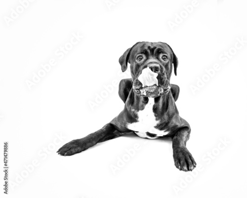 Portrait of a Cane Corso laying down, Italian Mastiff making faces, licking his nose and looking funny isolated, black and white