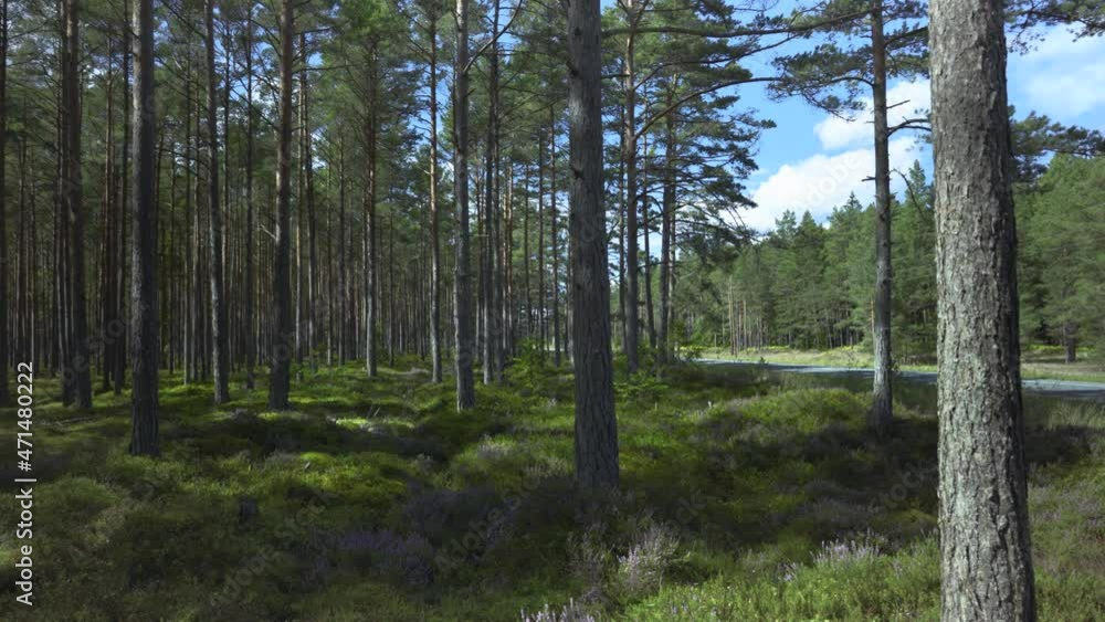 Green pine forest in the dune area of the Baltic Sea. Warm sunny day in late summer in Latvia. Bright green moss on the ground between tree trunks. Tourists' cars are passing along the highway. Green pine forest in the dune area of the Baltic Sea. Warm sunny day in late summer in Latvia. Bright green moss on the ground between tree trunks. Tourists' cars are passing along the highway.