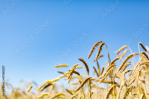 Gold ears of wheat against a clear blue sky soft focus, closeup, agriculture background.