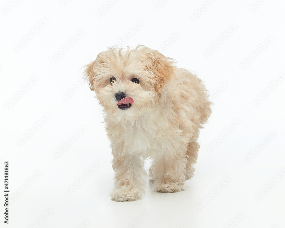 young shaggy puppy maltipu in the studio on a white background young shaggy puppy maltipu in the studio on a white background