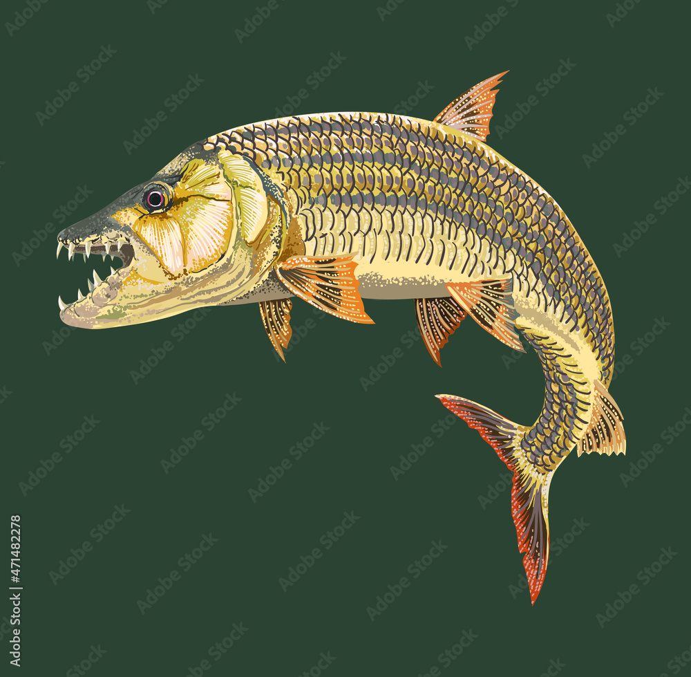 Drawing tigerfish, river monster fish, art.illustration, vector