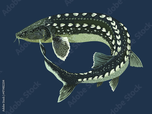 Drawing russian sturgeon, monster fish, art.illstration, vector