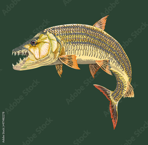 Drawing tigerfish, river monster fish, art.illustration, vector