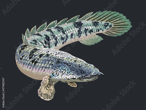 Drawing delhezi bichir, predator fish, art.illustration, vector