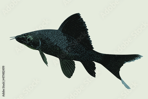 Drawing blackshark fish, predator fish, art.illustration, vector